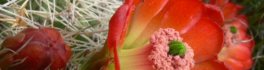 claret cup cactus